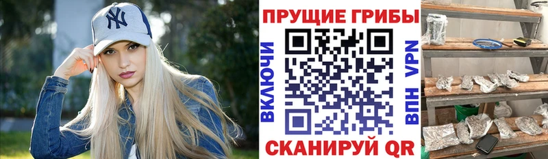 mega ссылка  купить закладку  Кириллов  Псилоцибиновые грибы Psilocybe 